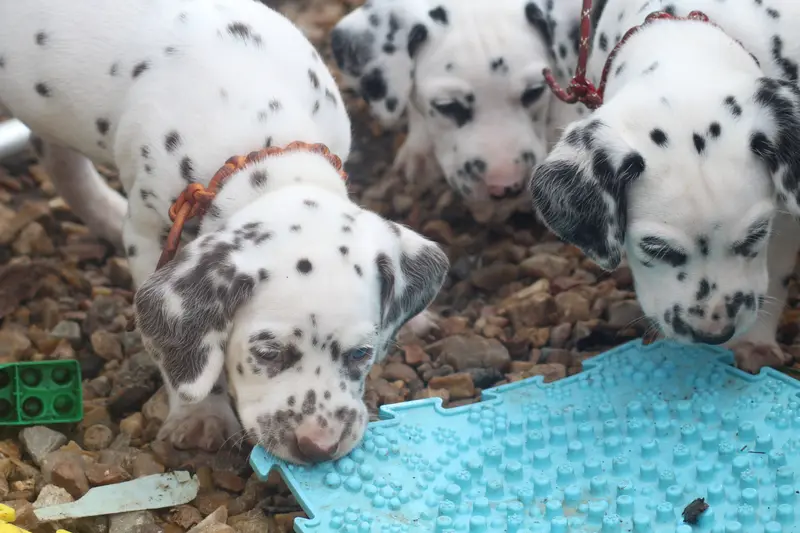 Portée de Dalmatien, élevage Des Dalma d'Olympe