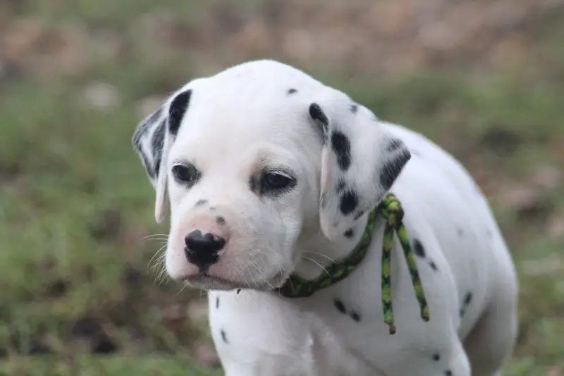 Portée de Dalmatien, élevage Des Dalma d'Olympe