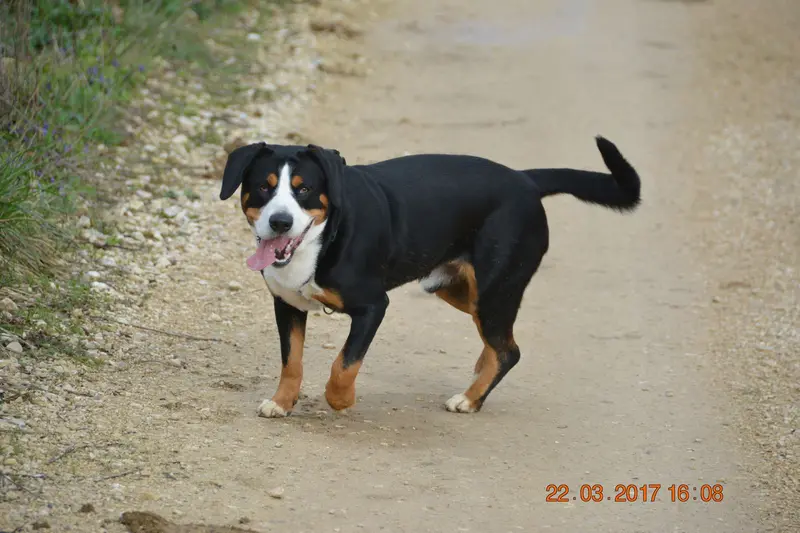 Photo de l'élevage Du Mystere des Bastides