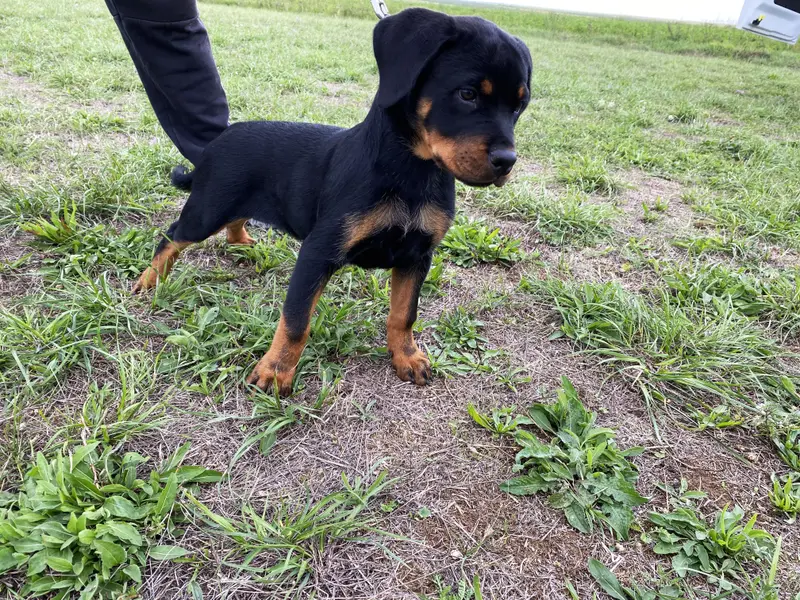 Mère de la portée de Rottweiler, élevage Du Domaine d'Helfy et Ganja