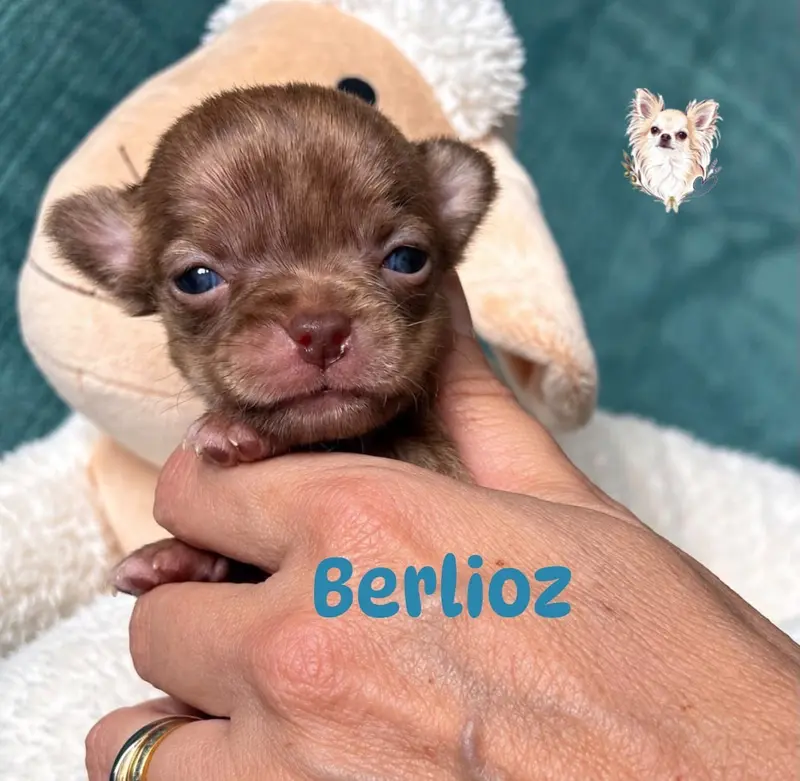 Berlioz, Chihuahua, élevage Des Merveilles d'Isia