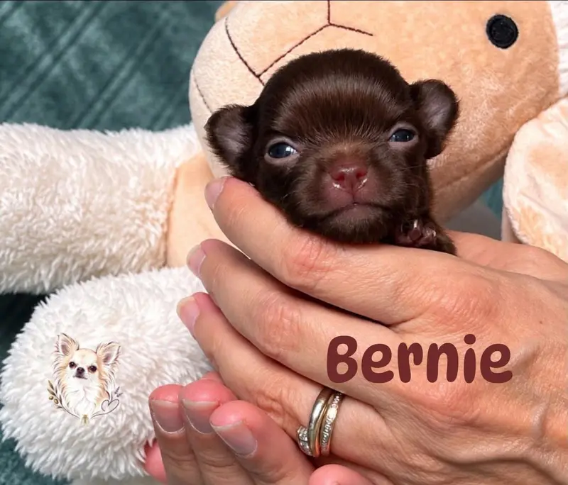 Bernie, Chihuahua, élevage Des Merveilles d'Isia
