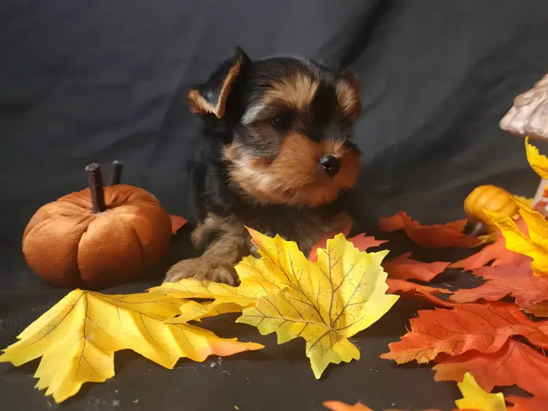 Portée de Yorkshire terrier, élevage Underyour' Star