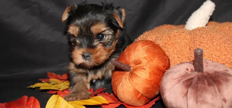 Chiot, Yorkshire terrier, élevage Underyour' Star