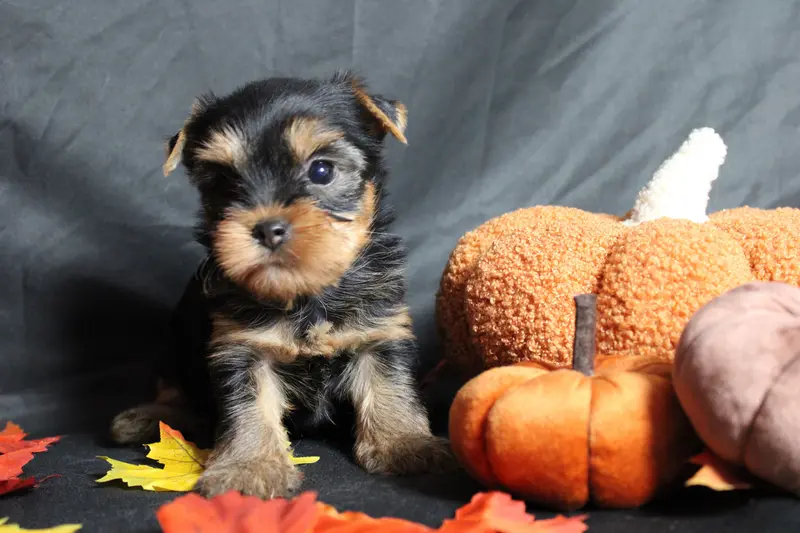 Portée de Yorkshire terrier, élevage Underyour' Star