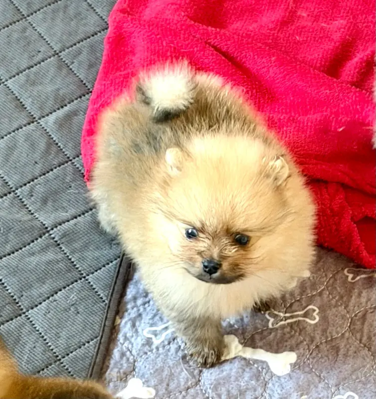 Chiot, Spitz allemand, élevage Du Mont des Sapins Blancs
