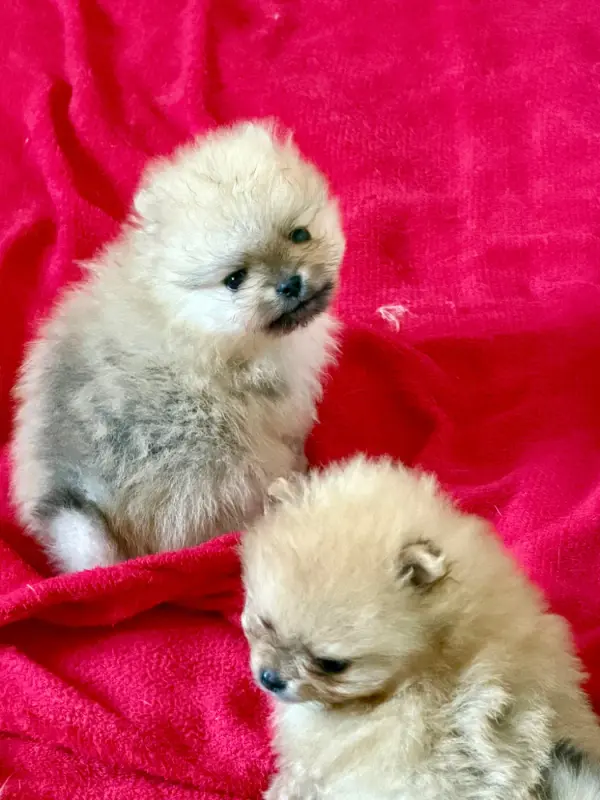 Chiot, Spitz allemand, élevage Du Mont des Sapins Blancs