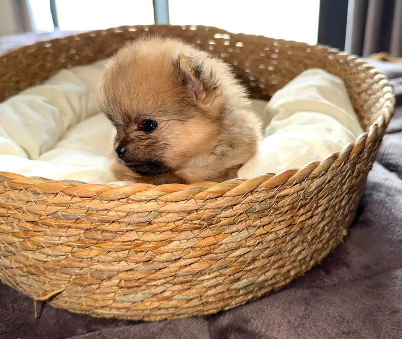 Chiot, Spitz allemand, élevage Du Mont des Sapins Blancs