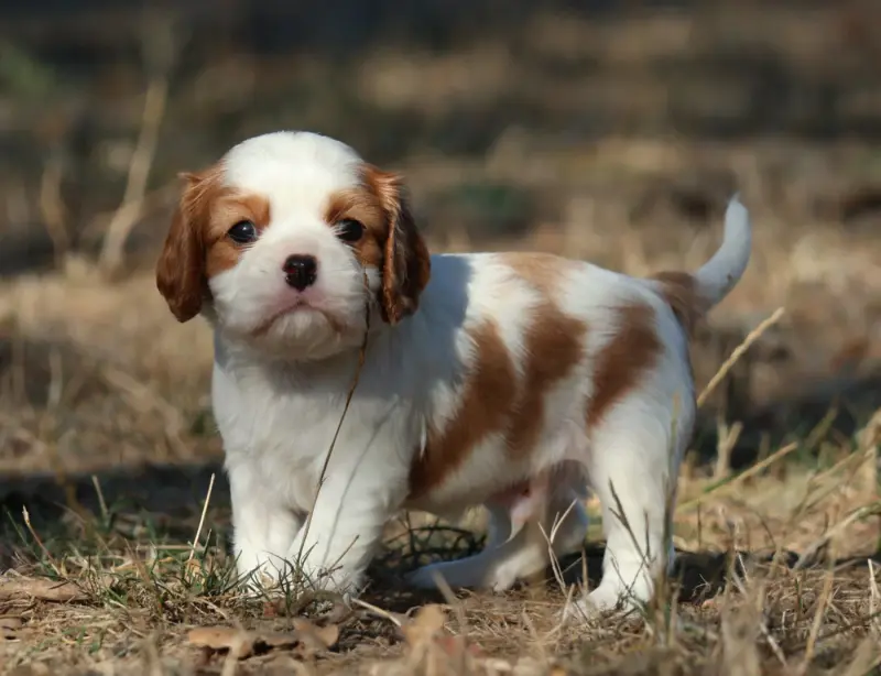 Chiot, Cavalier King Charles, élevage Des Collines d'Iowa