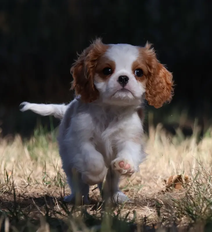 Bloom, Cavalier King Charles, élevage Des Collines d'Iowa