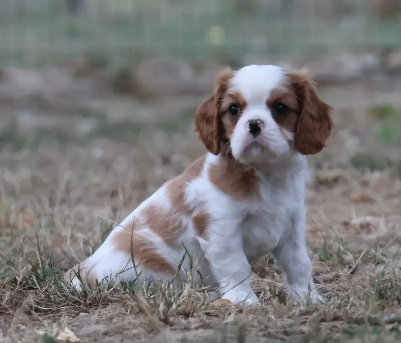 Portée de Cavalier King Charles, élevage Des Collines d'Iowa