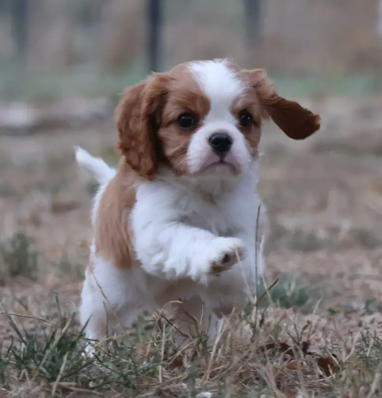 Portée de Cavalier King Charles, élevage Des Collines d'Iowa