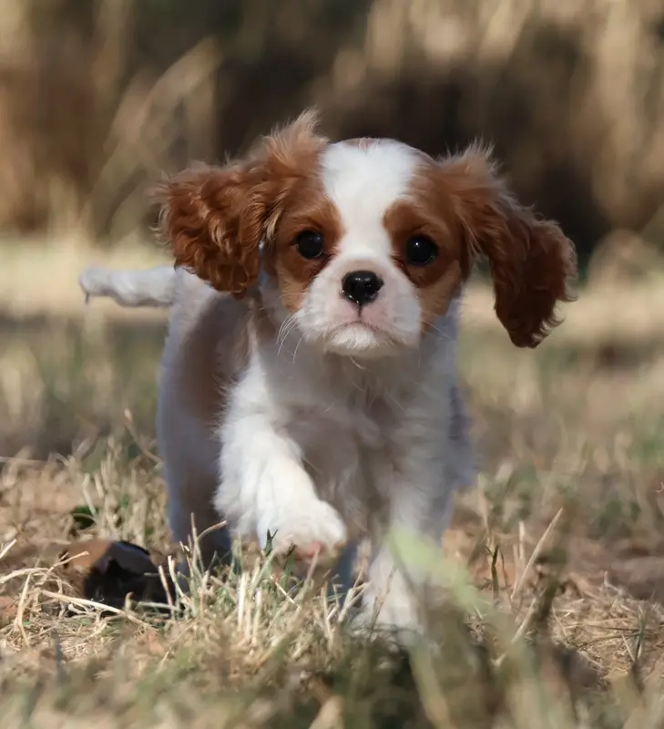 Portée de Cavalier King Charles, élevage Des Collines d'Iowa