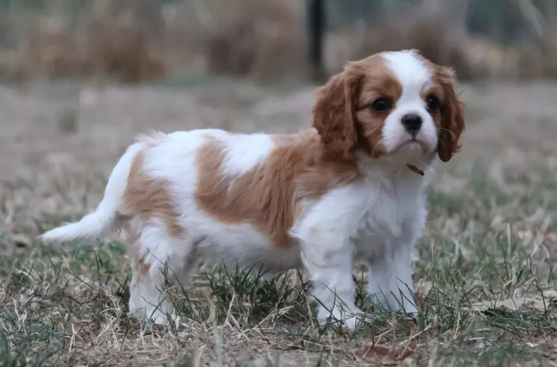 Portée de Cavalier King Charles, élevage Des Collines d'Iowa