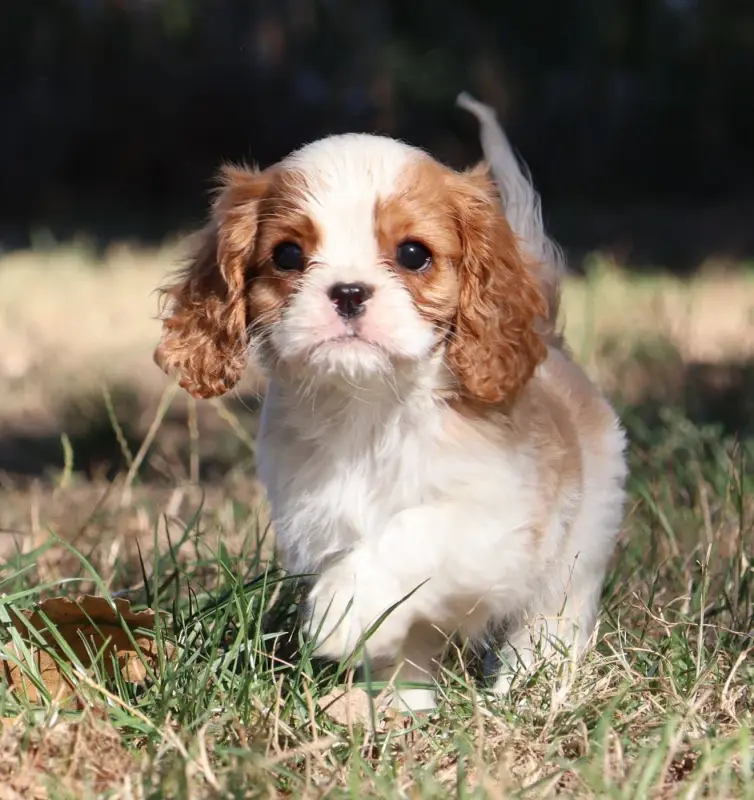 Portée de Cavalier King Charles, élevage Des Collines d'Iowa