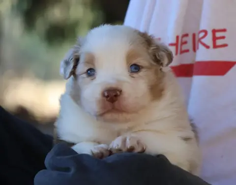 Chiot, Berger australien, élevage Des Collines d'Iowa