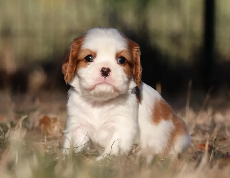Chiot, Cavalier King Charles, élevage Des Collines d'Iowa