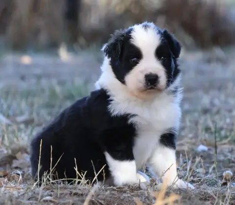 Chiot, Berger australien, élevage Des Collines d'Iowa