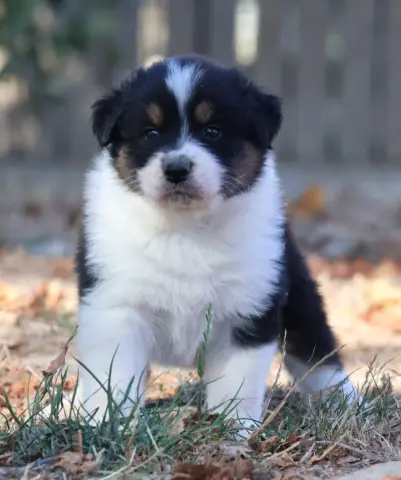 Chiot, Berger australien, élevage Des Collines d'Iowa