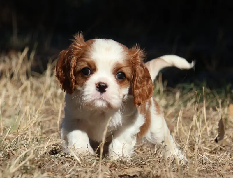 Bonnie, Cavalier King Charles, élevage Des Collines d'Iowa