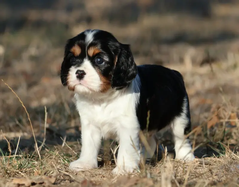 Chiot, Cavalier King Charles, élevage Des Collines d'Iowa