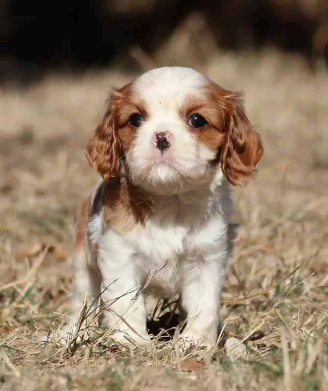 Blondie, Cavalier King Charles, élevage Des Collines d'Iowa