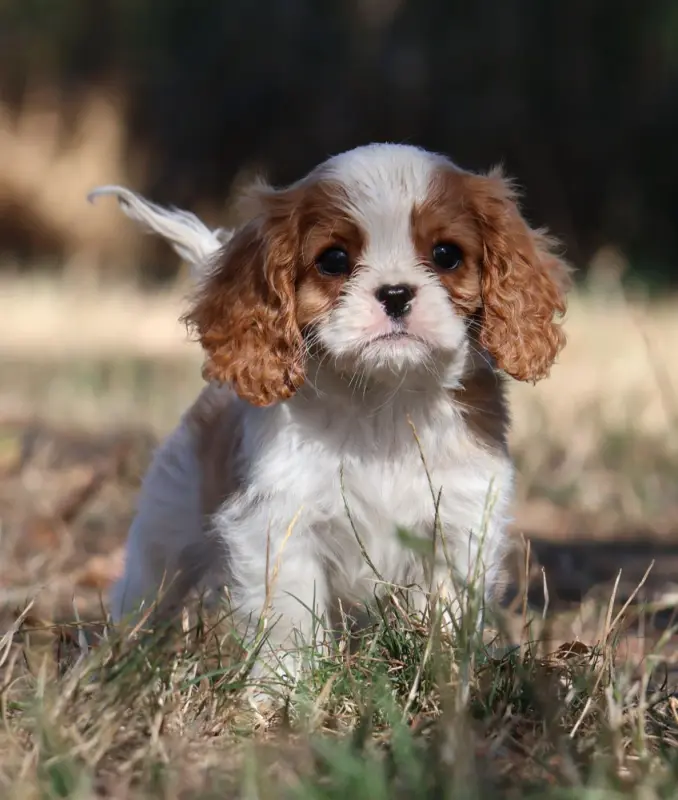 Portée de Cavalier King Charles, élevage Des Collines d'Iowa