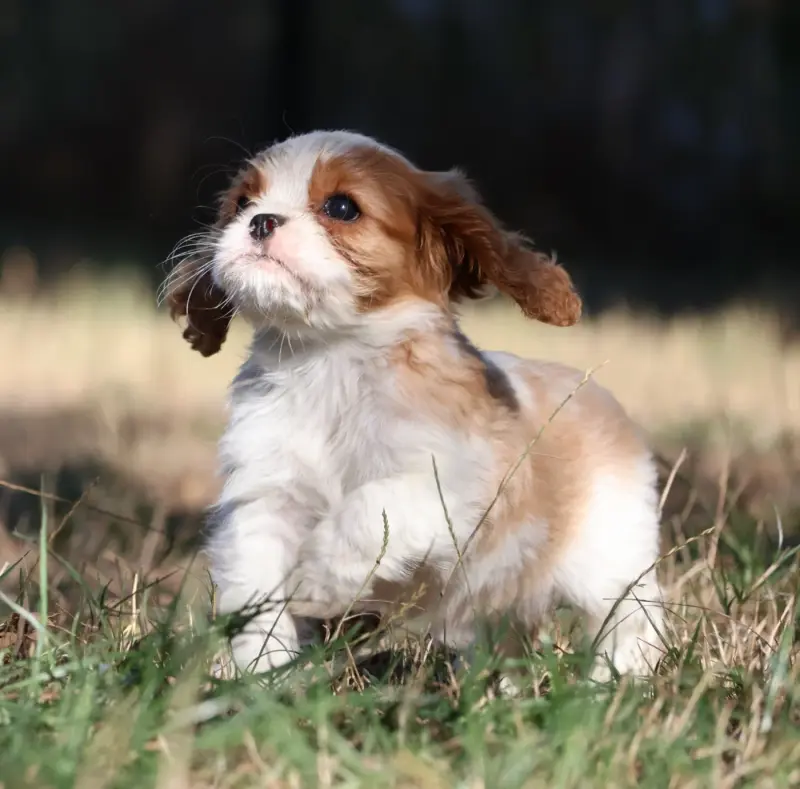 Portée de Cavalier King Charles, élevage Des Collines d'Iowa