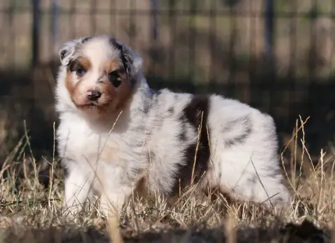 Chiot, Berger australien, élevage Des Collines d'Iowa
