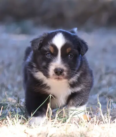 Chiot, Berger australien, élevage Des Collines d'Iowa