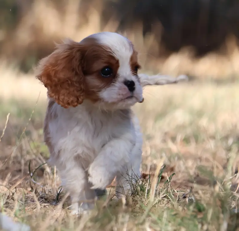 Portée de Cavalier King Charles, élevage Des Collines d'Iowa