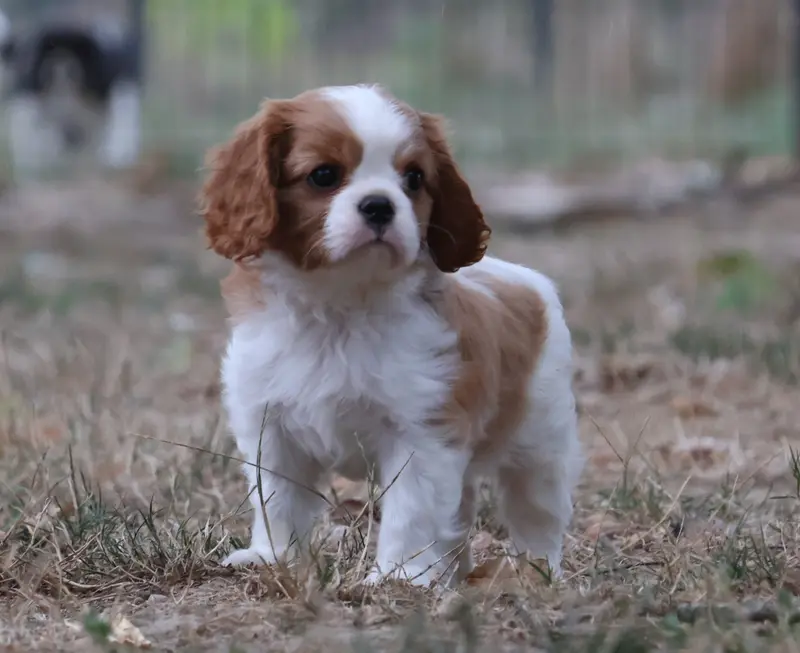 Portée de Cavalier King Charles, élevage Des Collines d'Iowa