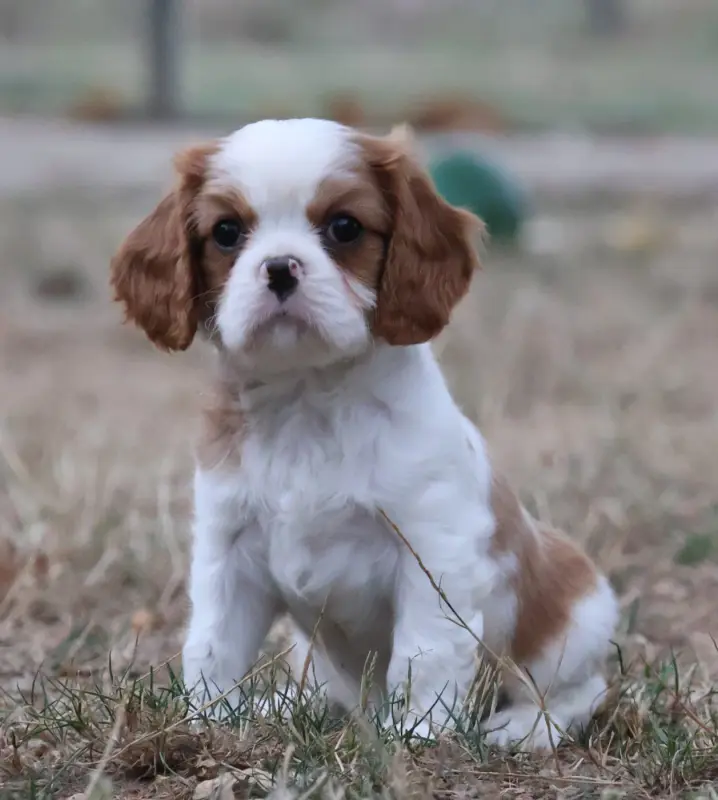 Portée de Cavalier King Charles, élevage Des Collines d'Iowa