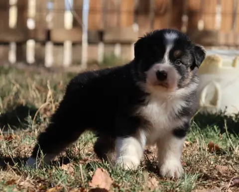 Chiot, Berger australien, élevage Des Collines d'Iowa