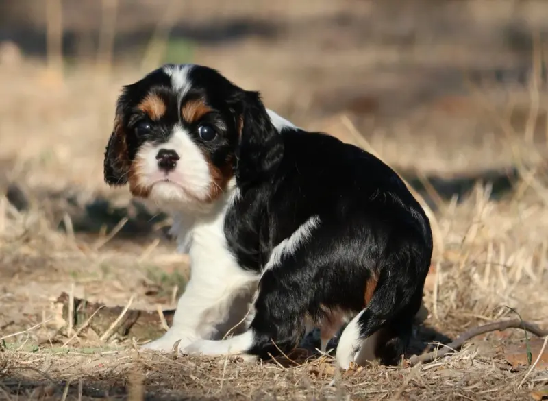 Portée de Cavalier King Charles, élevage Des Collines d'Iowa