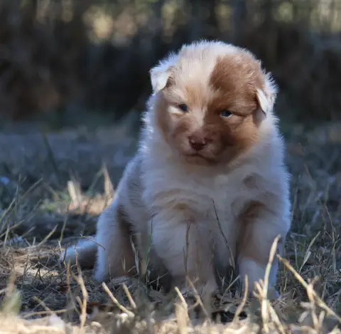 Chiot, Berger australien, élevage Des Collines d'Iowa