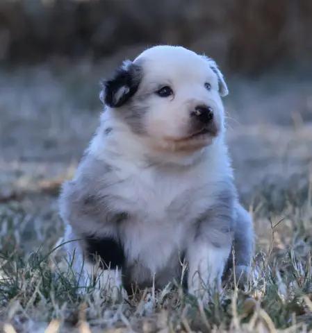 Chiot, Berger australien, élevage Des Collines d'Iowa