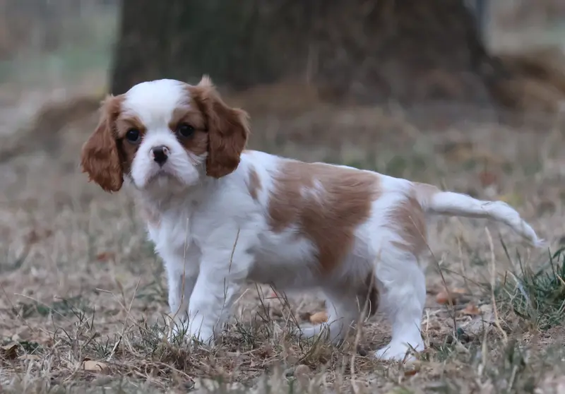 Portée de Cavalier King Charles, élevage Des Collines d'Iowa