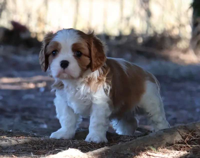 Billy, Cavalier King Charles, élevage Des Collines d'Iowa