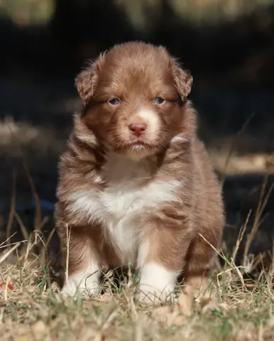 Chiot, Berger australien, élevage Des Collines d'Iowa