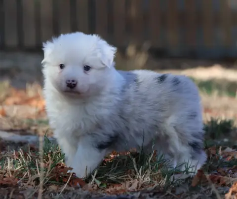 Chiot, Berger australien, élevage Des Collines d'Iowa