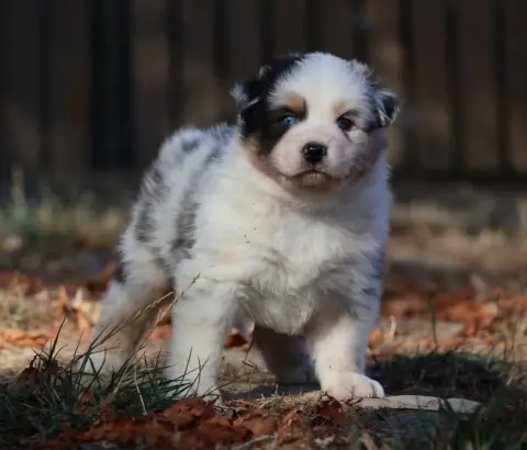 Chiot, Berger australien, élevage Des Collines d'Iowa
