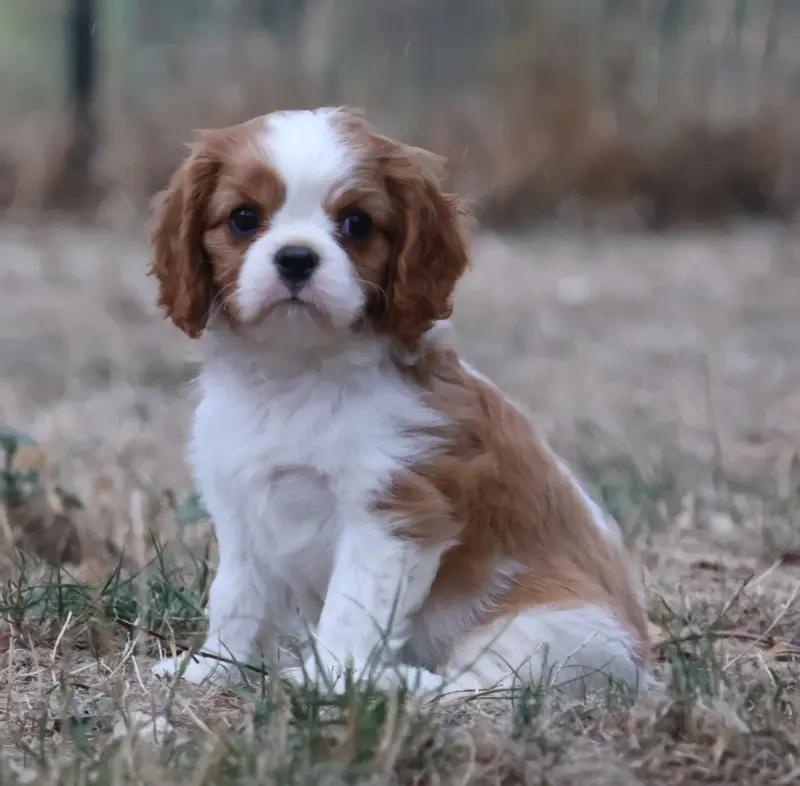 Portée de Cavalier King Charles, élevage Des Collines d'Iowa