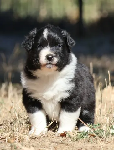 Chiot, Berger australien, élevage Des Collines d'Iowa