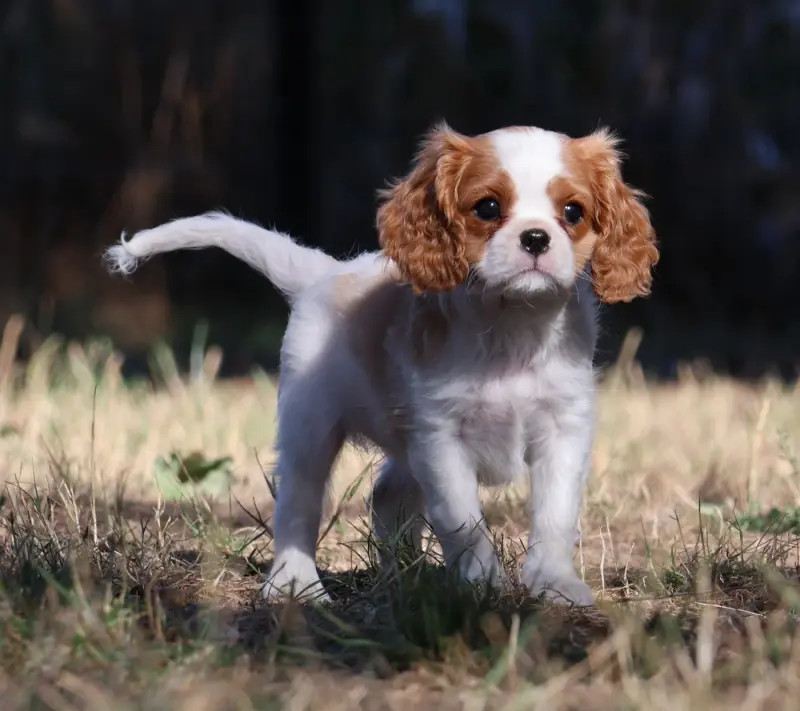 Portée de Cavalier King Charles, élevage Des Collines d'Iowa