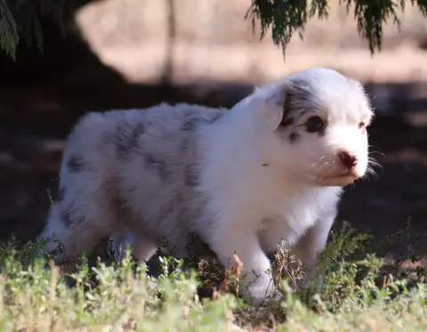 Chiot, Berger australien, élevage Des Collines d'Iowa