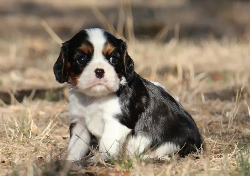 Chiot, Cavalier King Charles, élevage Des Collines d'Iowa