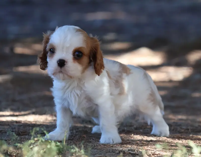Chiot, Cavalier King Charles, élevage Des Collines d'Iowa