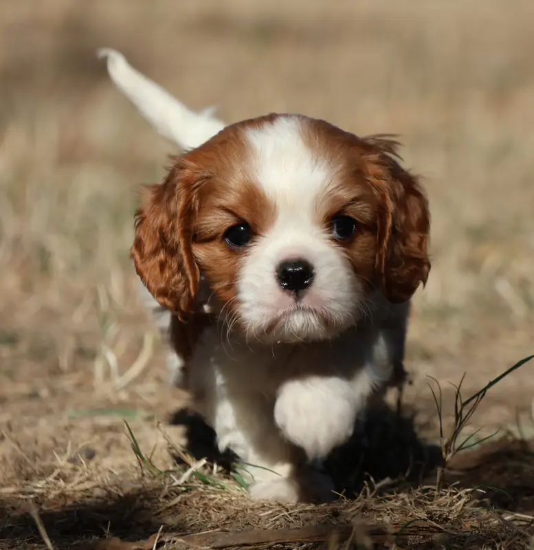 Bella, Cavalier King Charles, élevage Des Collines d'Iowa