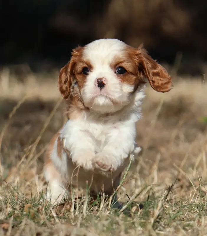 Portée de Cavalier King Charles, élevage Des Collines d'Iowa